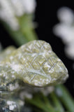 Lizard Reptile Serpentine Crystal Carving
