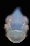 Opalite Axolotl Salamander Crystal Carving