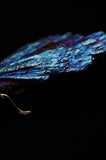 Rainbow Titanium Dragonfly Crystal