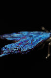 Rainbow Titanium Dragonfly Crystal