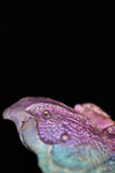 Rainbow Titanium Butterflies and Moths
