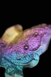 Rainbow Titanium Butterflies and Moths