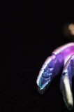 Rainbow Titanium Spider