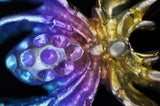 Rainbow Titanium Spider