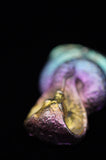 Rainbow Titanium Cobra Snake