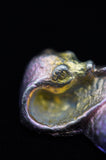Rainbow Titanium Cobra Snake