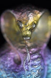 Rainbow Titanium Cobra Snake