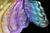 Rainbow Titanium Butterflies and Moths
