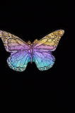 Rainbow Titanium Butterflies and Moths