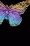 Rainbow Titanium Butterflies and Moths