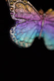 Rainbow Titanium Butterflies and Moths