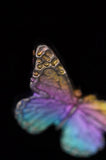 Rainbow Titanium Butterflies and Moths