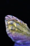 Rainbow Titanium Butterflies and Moths