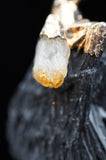 Black Kyanite with Citrine Crystal Necklace